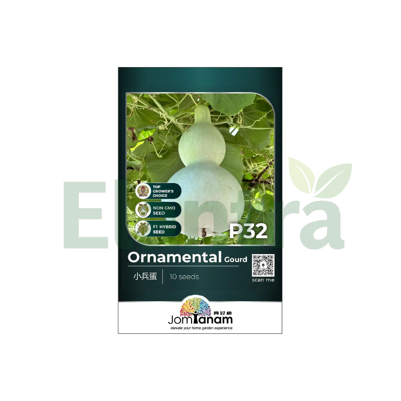 P32 ORNAMENTAL GOURD
